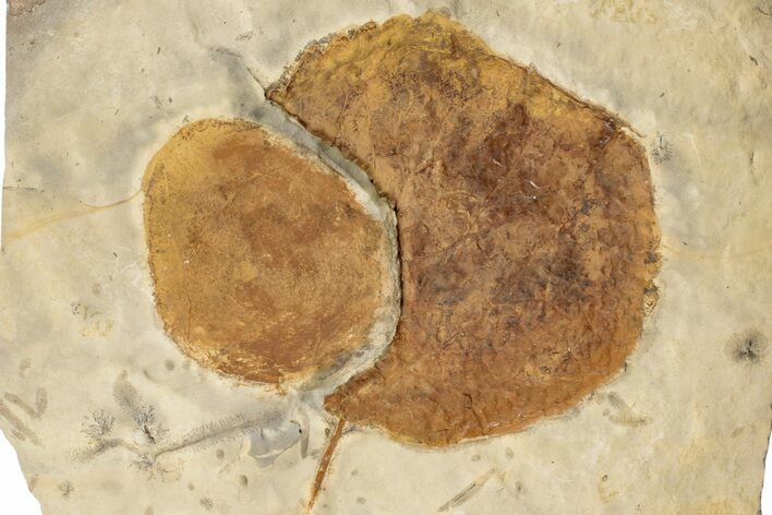 Two Fossil Leaves (Zizyphoides) - Montana #199651